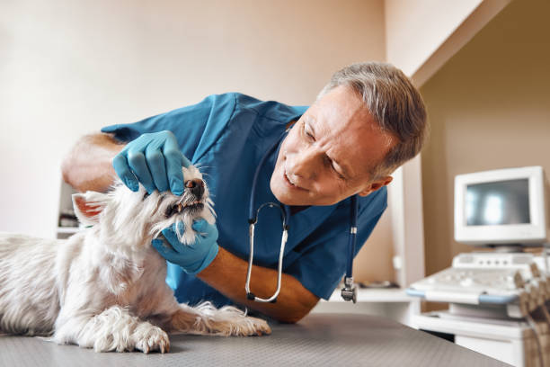 Best Same-Day Emergency Dental Services in Champlin, MN